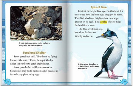 ノンフィクション Informational Text  ゛Amazing Birds of Antarctica″Level6